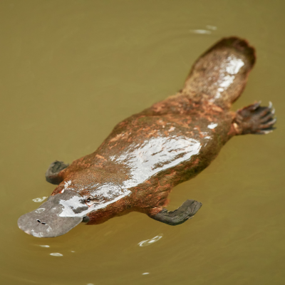 Yungaburra Hotel Platypus