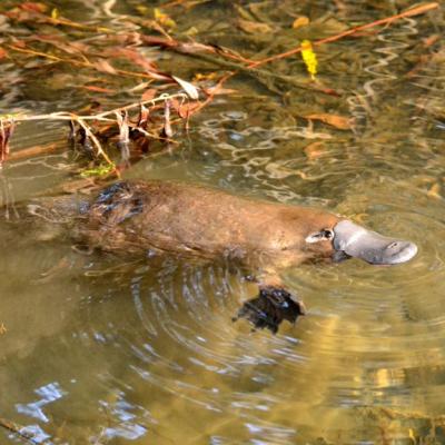 platpus yungaburra peterson creek wildlife walk